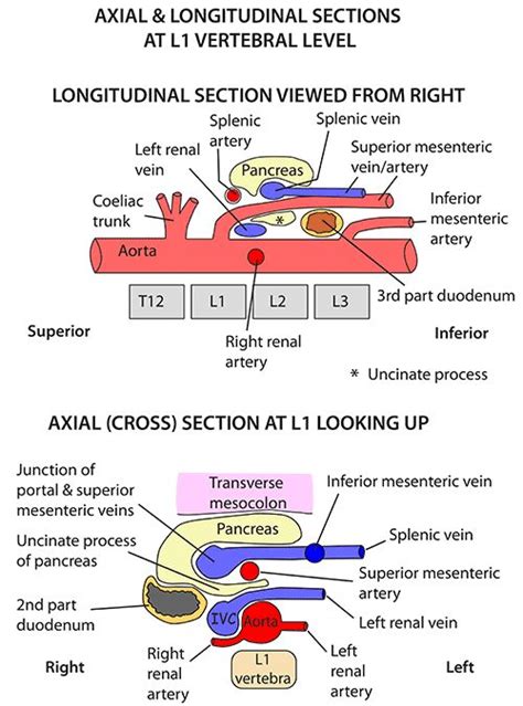 Instant Anatomy Abdomen Vessels Arteries Abdominal Aorta