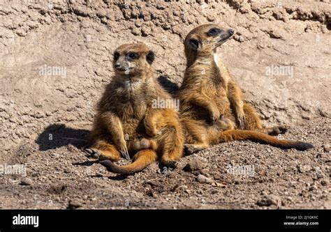 Two Meerkats Suricata Suricatta Are Resting Stock Photo Alamy