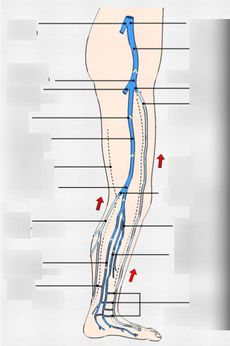 Veins Of Legs Diagram Quizlet