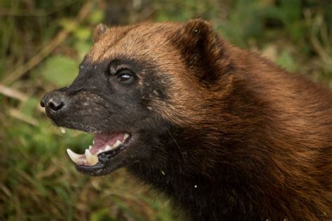 Wildlife Advocates Plan Challenge To Decision Not To Protect Wolverines