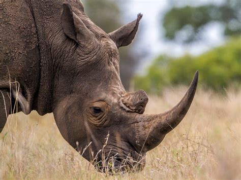 Will Fake Horns Save The Rhino From Extinction Or Will It Cause More