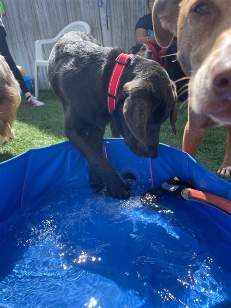 Dottie's Doggie Daycare And Grooming | Paw Partner