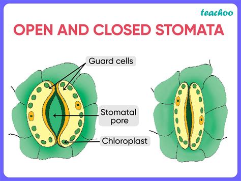 Opening And Closing Of Stomatal Pore Depends On Mcq Class 10 Sqp