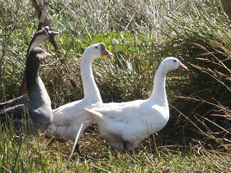 Metzer Farms Duck And Goose Blog