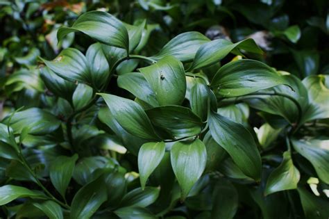 Ruscus has separate male and female plants. Photo #58903 | Ruscus hypophyllum cl. 1 | plant lust