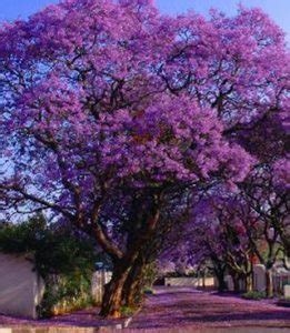 The flower takes its name from the greek word for rainbow, and rightfully so; Get to Know the Best Flowering Trees in Australia - Jim's ...
