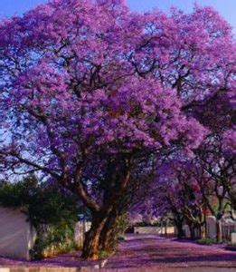 Apart from the general knowledge about these trees, one should also gain information about how to identify them. Get to Know the Best Flowering Trees in Australia - Jim's ...