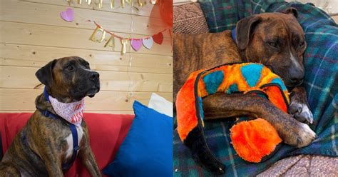 Shelter Throws An Adoption Party For Shy Dog But Nobody Shows Up Life