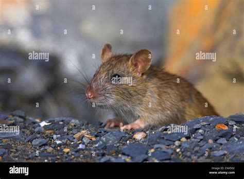 Brown Rat Commo Brown Rat Norway Rat Common Rat Rattus Norvegicus