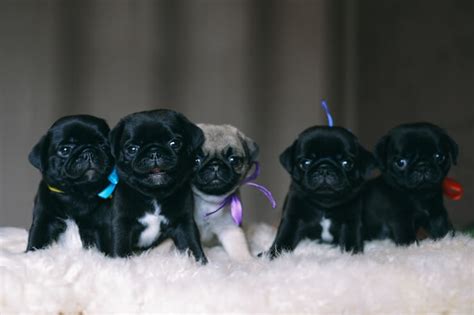 Black Pug The Complete Care Guide