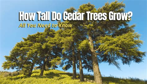 How Tall Do Cedar Trees Grow The Backyard Pros