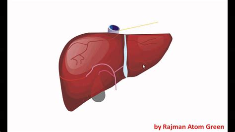 Hati manusia menurut kodratnya blog membangun iman via nettisridewi.blogspot.com. animasi bagian bagian hati - YouTube