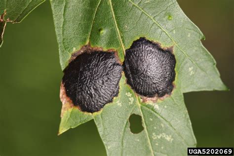 Tar Spot Rhytisma Americanum