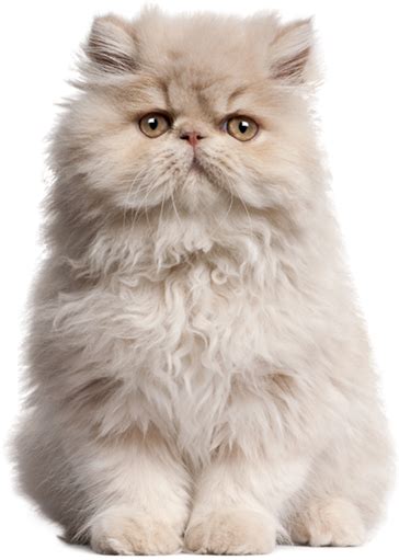 Persian Persian Fluffy Cat Hd Png Download Original Size Png Image