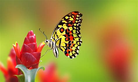 We did not find results for: 10 Best Flowers That Attract Butterflies and Bees!