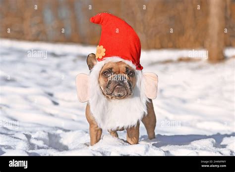 Funny French Bulldog Dog Wearing Christmas Santa Hat Costume With Beard