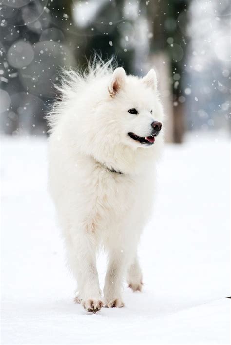 pictures  huskies  amazing gallery  siberian  alaskan dogs  pups   alaskan