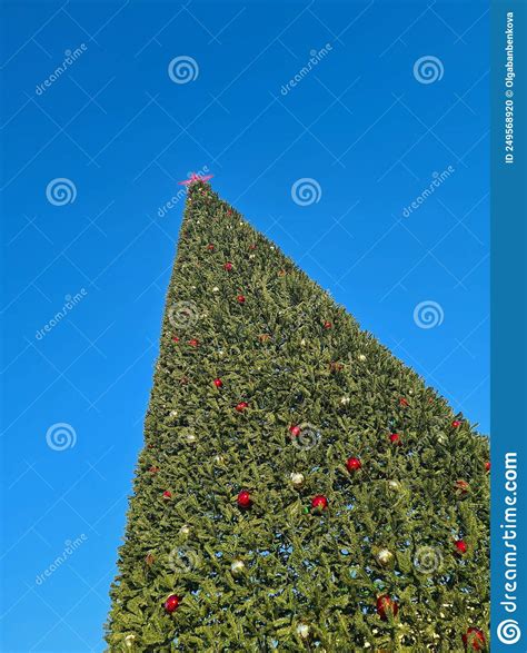 Large Outdoor Christmas Tree Against The Blue Sky Stock Photo Image