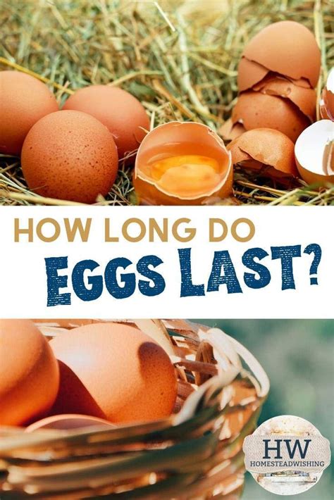 How Long Do Eggs Last Do Eggs Go Bad Rotten Eggs Eggs Farm