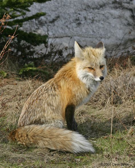 Red Fox Mount Rainier Natl Park Coloration Of Red Foxes Flickr