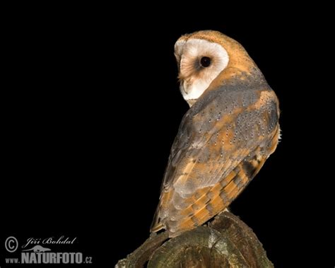 One prover described herself as acting like an ostrich and burying her head in the sand. Tyto alba Pictures, Barn Owl Images, Nature Wildlife ...
