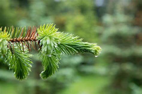 Closeup Of Water Droplets On Conifer Branches And Needles Stock Photo
