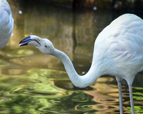 The Rare Albino Flamingo Faqs Of This Beautiful Bird 6 Images