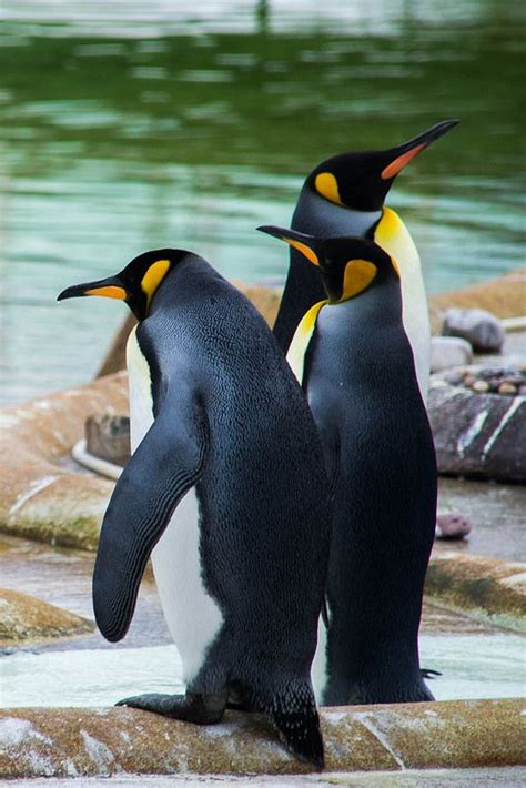 Penguins Edinburgh Zoo Wild Animals Photography