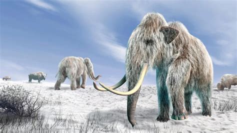 Ancient Circle Of Ice Age Woolly Mammoth Bones Kidsnews