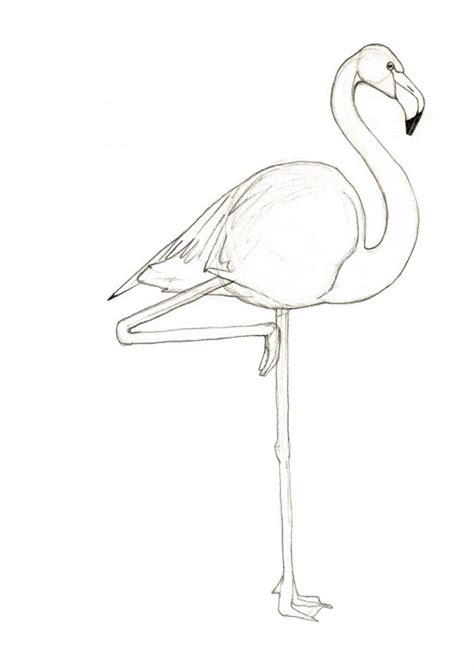 Flamingo Coloring Pages Pink Flamingo Drawing At Getdrawings Free For