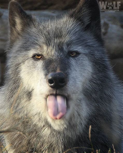 Twitter Wolf Photos Wolf Pictures Cute Animal Pictures Wolf Husky