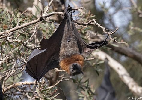 Grey Headed Flying Fox Photos Photographs Pictures