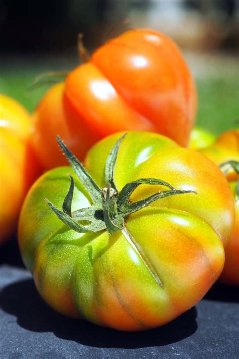 How To Get Your Tomatoes To Ripen Faster 6 Simple Secrets To Success