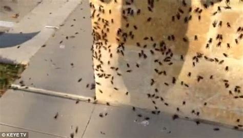 Central Texas Besieged By Cricket Swarm After Temperatures Dipped Daily Mail Online
