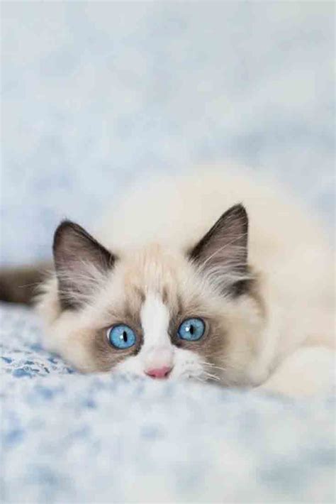 24 Beautiful Ragdoll Cat Breeds Images That Inspired
