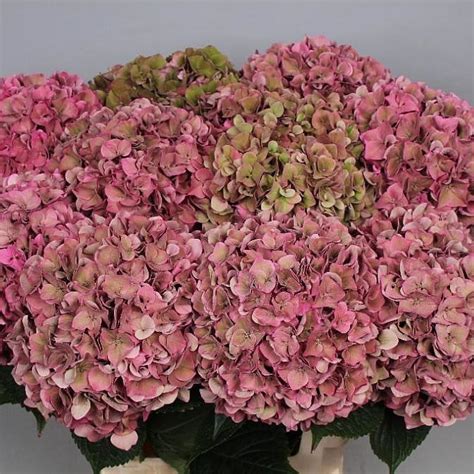 hydrangea rodeo classic pink 60cm wholesale dutch flowers and florist supplies uk