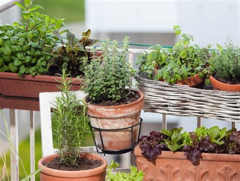 21 Balcony Garden Ideas For Beginners In Small Apartments Garden Design