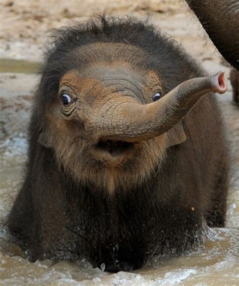 35 Beautiful Pictures Of Baby Elephant