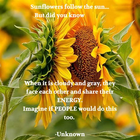 Sunflowers Follow The Sun But Did You Know When It Is Cloudy And