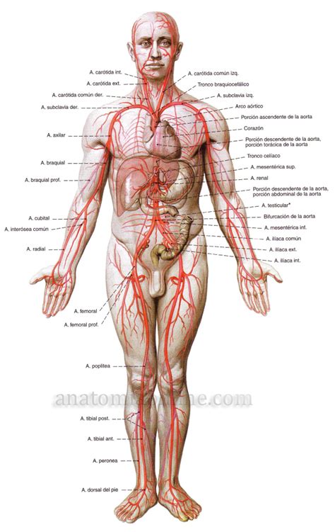 O Sistema Cirulatório Sangue Coração Artérias Veias Anatomia