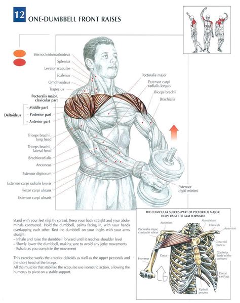Shoulder muscles, shoulder muscles name, shoulder muscles pain, shoulder muscles workout. Single Dumbbell Front Raises ♦ #health #fitness #exercises #diagrams #body #muscles #gym # ...