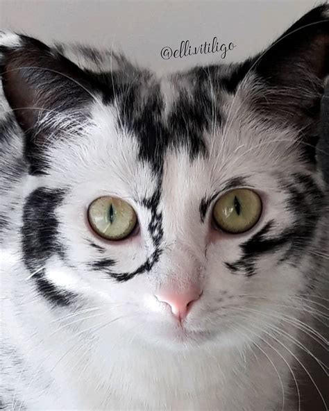Elli The Vitiligo Cat Is A Special And Beautiful Cat Catman