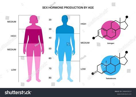 Estrogen Testosterone Level Color Chart Sex Stock Vector Royalty Free 2086458157