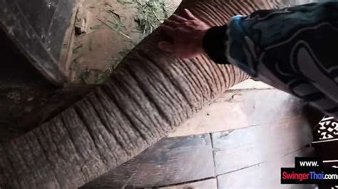 Elephant Trunk Hugging And Sex After For This Horny Amateur Teen Couple Eporner