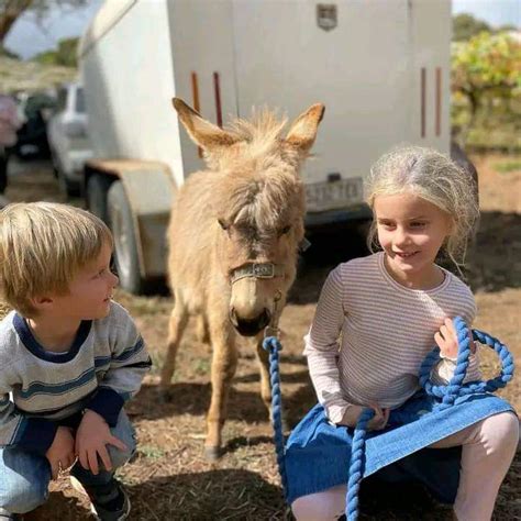 Molly Mini Donkey Farm Reno Nv