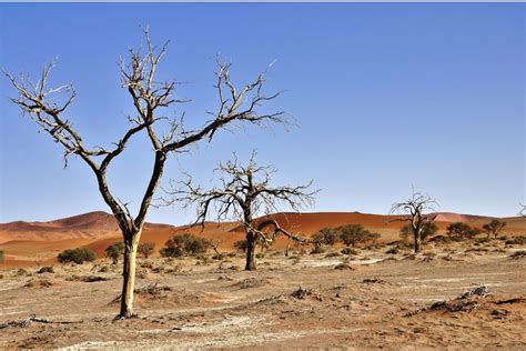What Is Desertification Causes Effects And Solutions Earthorg