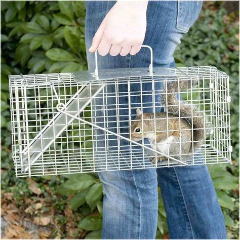 Trapping Squirrels How To Remove Them Yourself