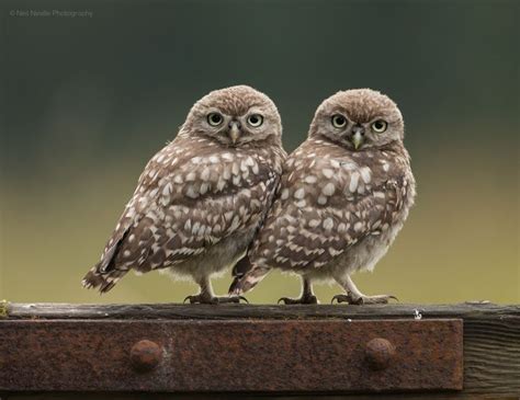 Little Owl Owlet Pair By Neil Neville Baby Owls Baby Animals Duvet