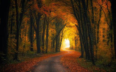 Tunnel Landscape Trees Amber Grass Shadow Fall Road Nature Hd
