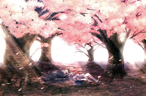 Kawaii Anime Cherry Blossom Cherry Blossom Wallpaper Sakura Tree
